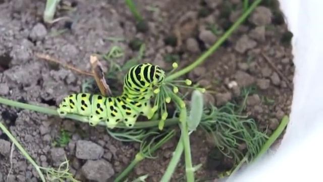 Гусеница Махаона ест. Papilio Machaon - caterpillar. смотреть онлайн