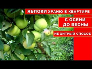 ЯБЛОКИ ЗИМОЙ НЕ ПОКУПАЮ! ХРАНЮ ЯБЛОКИ С САДА В КВАРТИРЕ ДО ВЕСНЫ! СУПЕР СПОСОБ ДЛЯ ДОЛГОГО ХРАНЕНИЯ