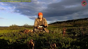 Грибы выше деревьев, или поиск подосиновиков и белых грибов в тундре на Кольском полуострове!