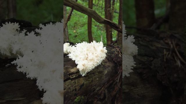 Краснокнижный Ежовик коралловый смотреть онлайн