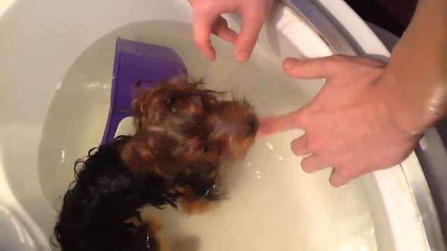 прикол собака купается смотреть онлайн