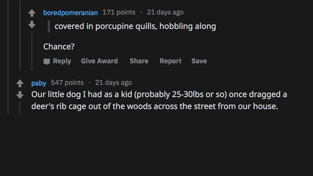 Pet Owners Share "Weird Flex, But Ok" Moments - r/AskReddit Stories смотреть онлайн