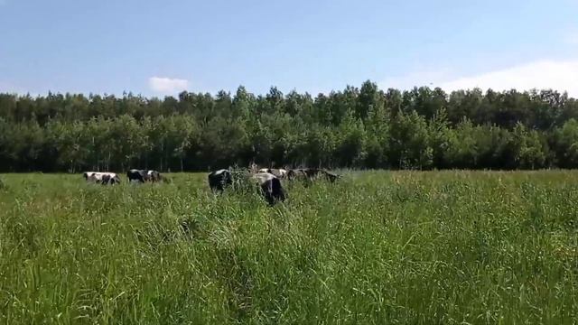 Как пасти коров ?Только наши проблемы . смотреть онлайн
