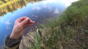 Река Тигода. Рыбалка в Ленинградской области. Спиннинг с берега..mp4