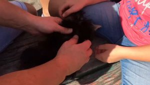 Обработка йорка от блох и клещей  Treatment of York against fleas and ticks