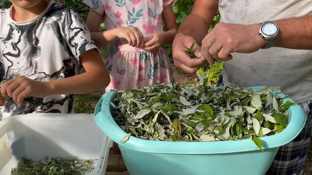 Ферментированный чай от А до Я за 20 минут. Смогут даже дети. смотреть онлайн