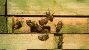 Как работать с агрессивными пчёлами!?