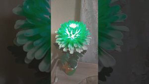 Хризантема из Изолона..