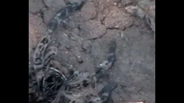 Паук ПРОТИВ пчелы! ПАУЧОК ЛУКАС ? кормим ТАРАНТУЛА / Тарантул в доме / Паук есть / Схватки смотреть онлайн