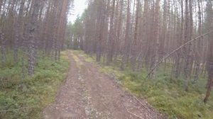 Сбор белых грибов в Карелии