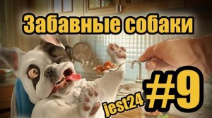 Забавные собаки / Приколы с собаками #9