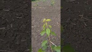 Отгибание ветвей черешни