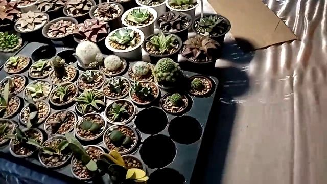 Выставка. Все цветы в кадр. смотреть онлайн