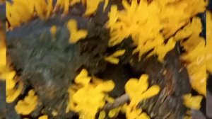 Dacryopinax spathularia