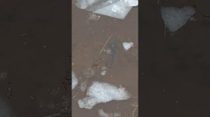 Здоровенная рыбина у Володарского моста! Нева