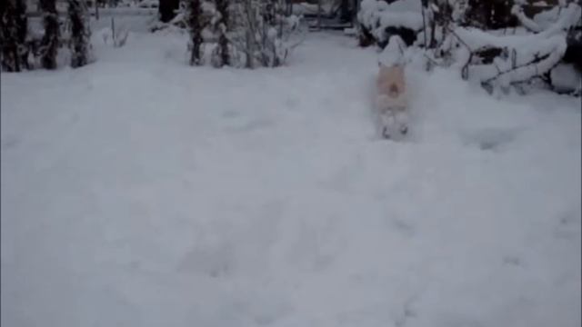 Щенок Вест Хайленд Вайт Терьер. Первый снег...))