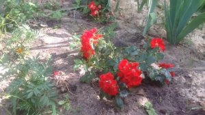 Почвопокровные розы Альпенглюэ и Руж Мейян декор.