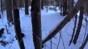 Охотник-промысловик сегодня... Кто это? Обзор лыж. Проверка капканов.