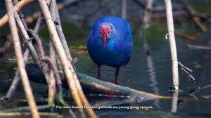 Аггёльский национальный парк  Птичий рай  Ag gol national park  Bird paradise  Eng Sub