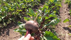 Свекла Цеппо, один из ранних на рынке. Zeppo beetroot, one of the earliest on the market.