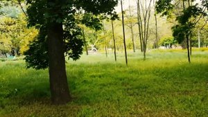 Как выглядит санаторий «Аркадия» в Одессе в наше время! Старые корпуса, изумительная природа,кошки!