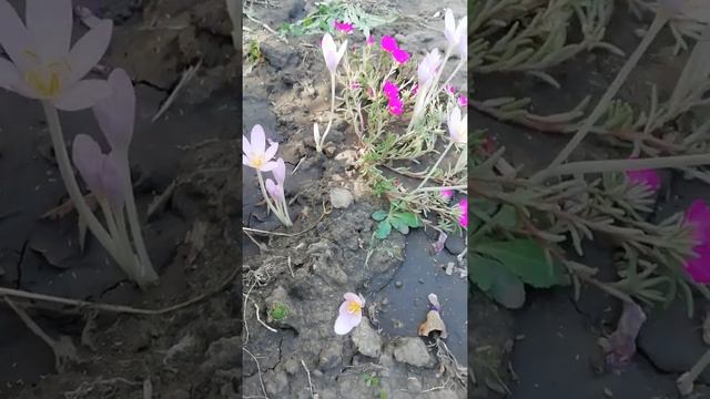 Безвременники