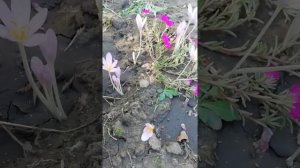 Безвременники