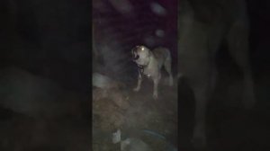 Алабаи просят помощи!!!