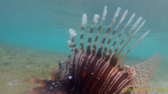 Красное Море. Крылатка крупным планом. смотреть онлайн