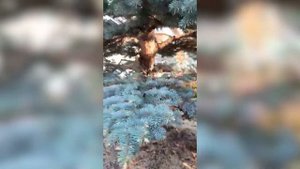 Санитарная обрезка голубой ели