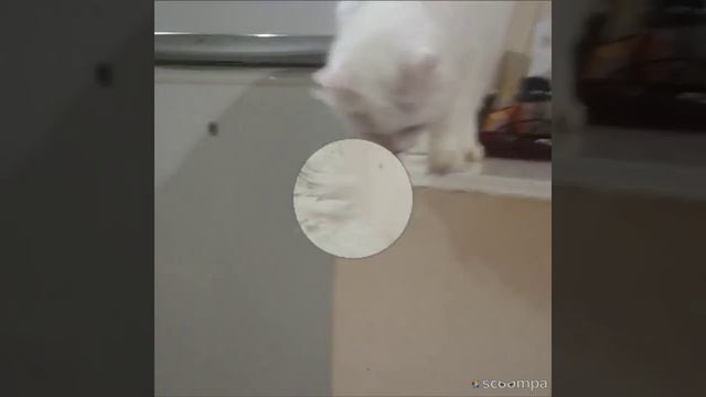 ?Шампусик поймал Мышь под потолком? ? смотреть онлайн