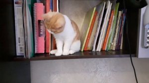 Кошечка в доме. Шотландская порода. Скотиш страйт. Про котиков