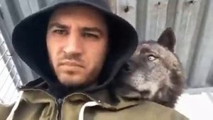 ?Волкособ - не стандартная порода собак, а очень редкий гибрид волка и немецкой овчарки. По внешним