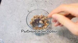 Салат из консервированной рыбы: бюджетные и простые ингредиенты, порционная подача