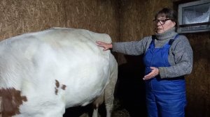 Симменталки.Голодная ямка с левой стороны.Корова голодная!