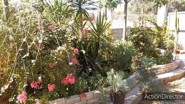 Олины Истории ? Влог #158???Мы дружная семья!Индийская сирень?Фрукты осенние и солнце/Новое растени смотреть онлайн