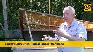 Улиточная ферма: новый вид агробизнеса
