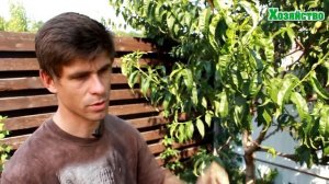 Мучнистая роса на Персике - Способ лечения