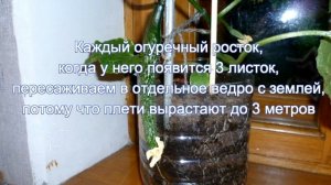 Свежие огурчики к 8 Марта, или как вырастить огурцы на подоконнике