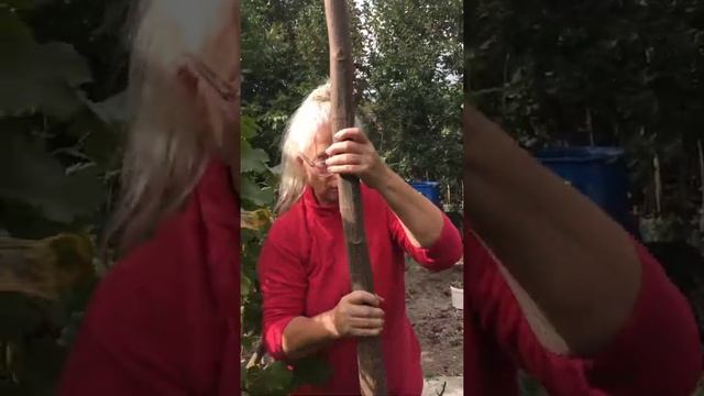 Посадка павловнии ОКС (открытая корневая система) в Краснодарском крае смотреть онлайн