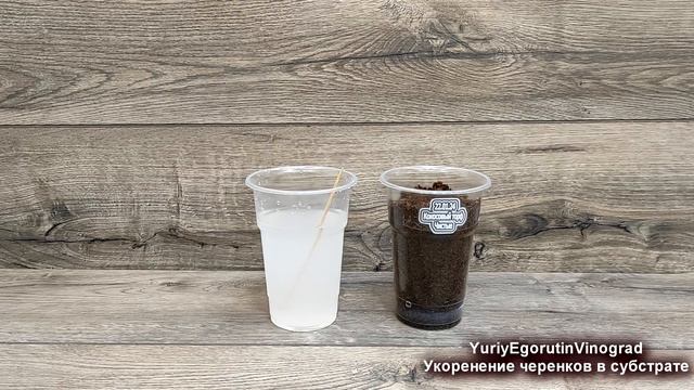 🍇 Как подготовить ЧЕРЕНКИ ВИНОГРАДА для укоренения в КОКОСОВОМ ТОРФЕ или в любом другом субстрате! смотреть онлайн