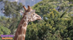 Домашние и Дикие Животные для Детей + Учим Животных +Как говорят Животные + Звуки и Голоса Животных