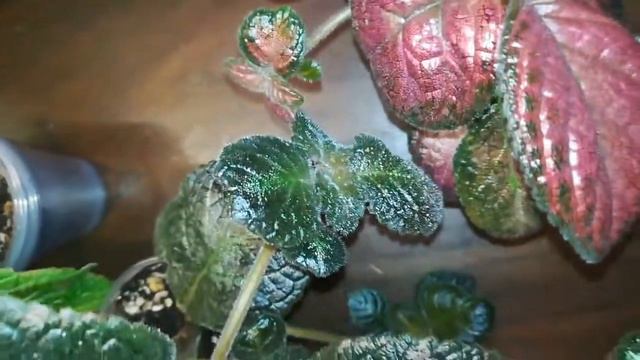 Эписции. 12.10.2021 смотреть онлайн