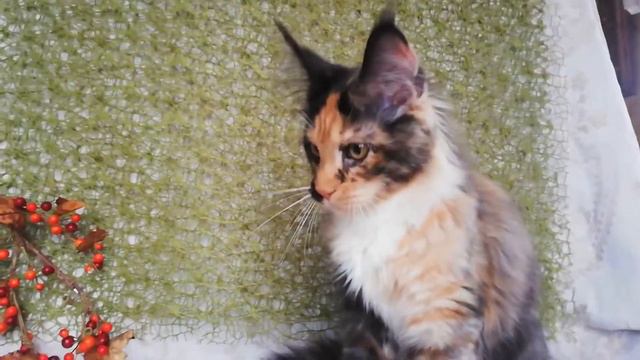 Черепаха кошечка 3.5 мес мейн-кун смотреть онлайн