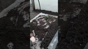 Как сделать парник для рассады помидор. Многолетний опыт.