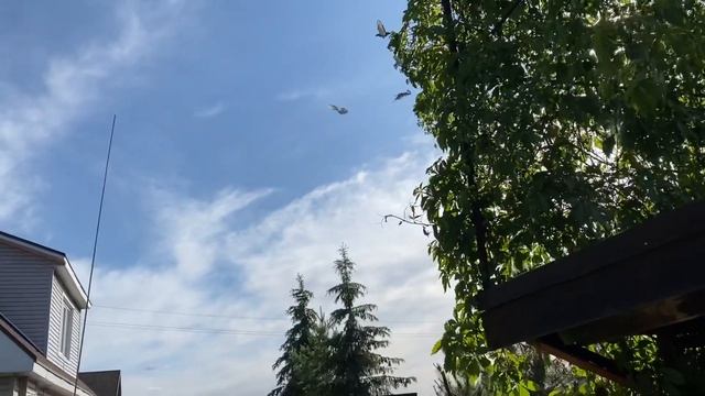 Турецкие бойные голуби, раса Анкара 5 , начало тренировок смотреть онлайн