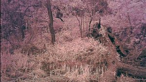 Фотоловушка MINI301, КУНИЦА, ЛИСА, ЕНОТОВИДНАЯ СОБАКА, КОБАН, ЛОСЬ (Trail Camera MINI301)