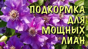 ХОТИТЕ МОЩНЫЕ ЛИАНЫ? ПРАВИЛЬНО подкормите КЛЕМАТИС! ВЕСЕННЯЯ подкормка ПОШАГОВО