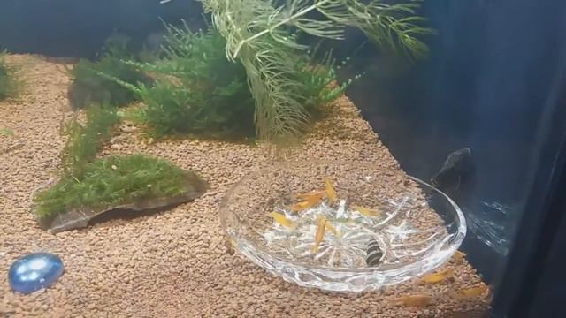 Креветки кушают,,,))) смотреть онлайн