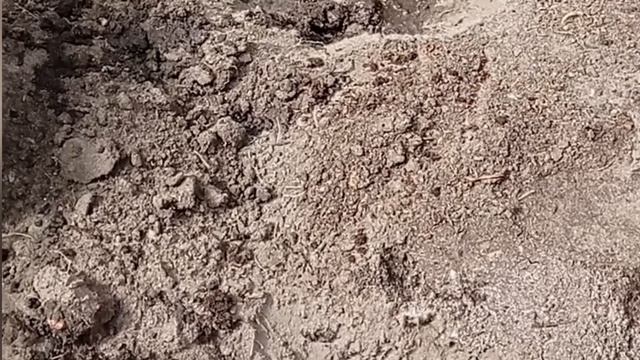 в каждой избушке свои погремушки))) посадили томаты.#весенниеработы # смотреть онлайн